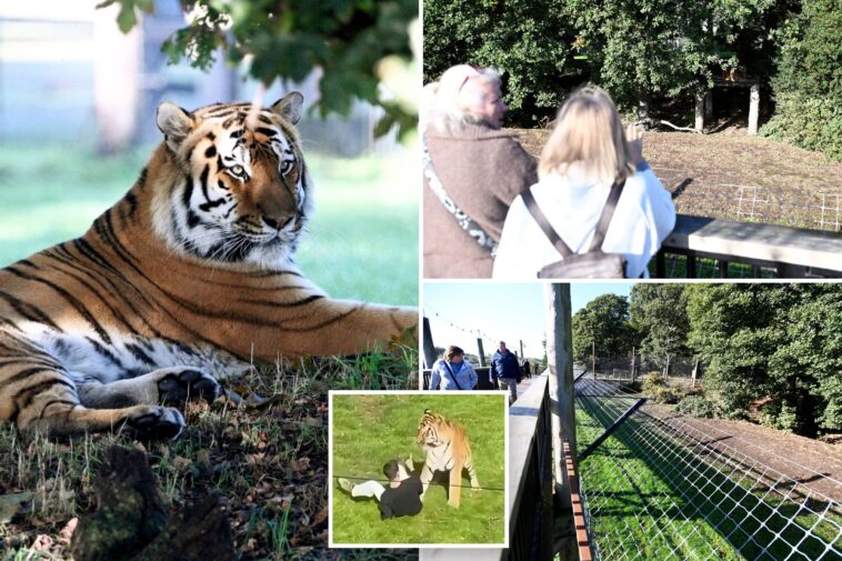 visitors-flock-to-see-tiger-that-mauled-ex-child-actor-to-death-as-enclosure-finally-reopens