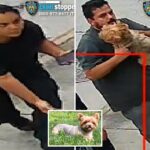 brazen-dog-napping-pair-snatches-‘loving-and-flirty’-yorkshire-terrier-named-chanel-from-nyc-yard:-cops