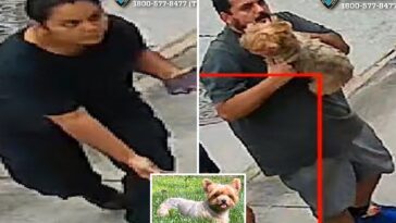 brazen-dog-napping-pair-snatches-‘loving-and-flirty’-yorkshire-terrier-named-chanel-from-nyc-yard:-cops