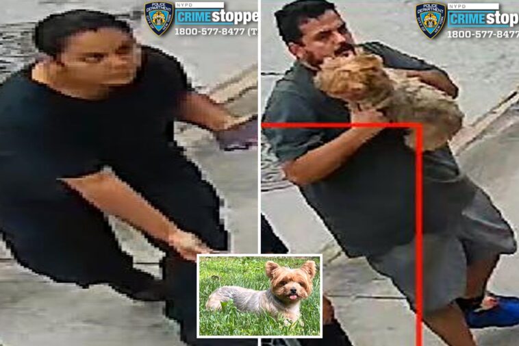 brazen-dog-napping-pair-snatches-‘loving-and-flirty’-yorkshire-terrier-named-chanel-from-nyc-yard:-cops