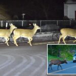 nj-drivers-warned-about-an-increase-in-horny-deer-on-the-prowl