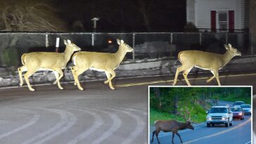 nj-drivers-warned-about-an-increase-in-horny-deer-on-the-prowl