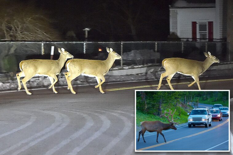 nj-drivers-warned-about-an-increase-in-horny-deer-on-the-prowl