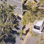 massive-tree-comes-crashing-down-on-minivan-along-busy-socal-roadway