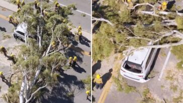 massive-tree-comes-crashing-down-on-minivan-along-busy-socal-roadway 