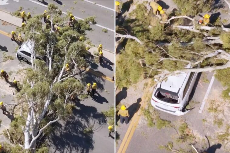 massive-tree-comes-crashing-down-on-minivan-along-busy-socal-roadway