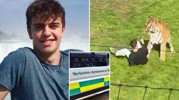 uk-ambulance-staff-viewed-medical-records-of-ex-child-actor-fatally-mauled-by-tiger-without-‘legitimate-reason’:-report