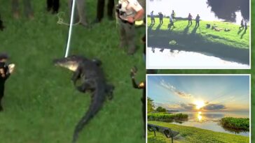 fisherman,-71,-killed-by-12-foot-alligator-while-he-stood-on-shoreline