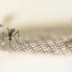 they-may-come-to-your-state-too:-flood-of-west-nile-fever-cases-hits-la-thanks-to-mosquito-swarms
