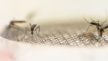 they-may-come-to-your-state-too:-flood-of-west-nile-fever-cases-hits-la-thanks-to-mosquito-swarms