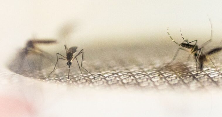 they-may-come-to-your-state-too:-flood-of-west-nile-fever-cases-hits-la-thanks-to-mosquito-swarms