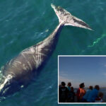 meet-the-critically-endangered-whale-that-refuses-to-die
