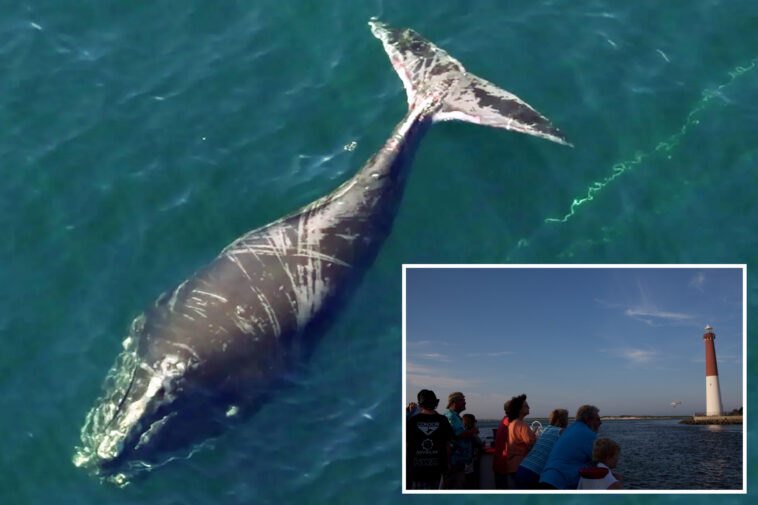 meet-the-critically-endangered-whale-that-refuses-to-die