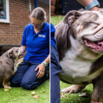 obese-bulldog-who-weighed-same-as-baby-hippo-sheds-18-pounds,-finds-‘forever-home’
