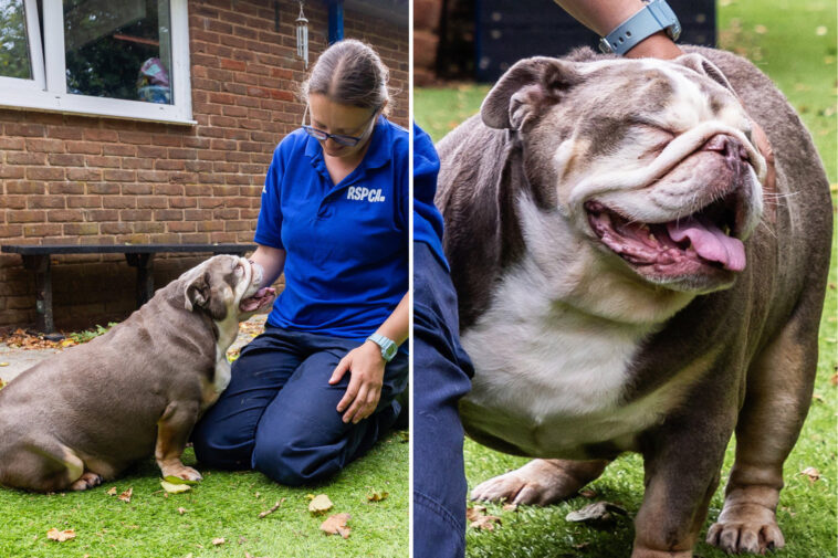 obese-bulldog-who-weighed-same-as-baby-hippo-sheds-18-pounds,-finds-‘forever-home’