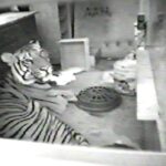 nypd-cop-famous-for-rescuing-ming-the-tiger-from-east-harlem-apartment-saves-suicidal-woman:-video