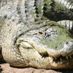 alligator-attack-in-florida-leaves-one-person-dead-–-witnesses-tell-news-crew-what-they-witnessed-(video)