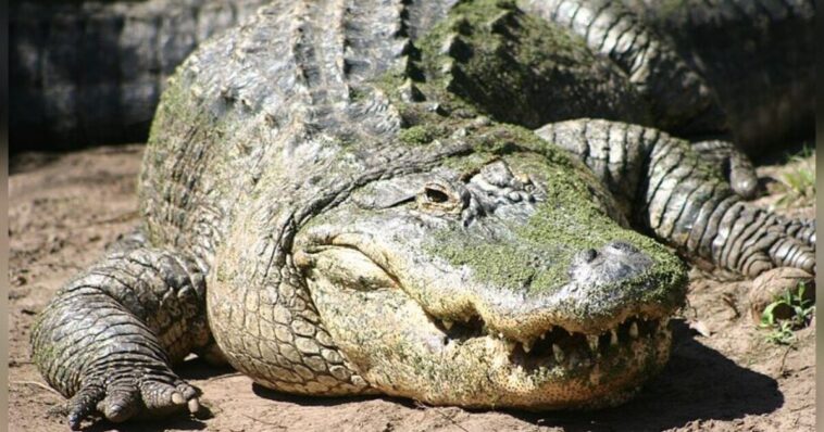 alligator-attack-in-florida-leaves-one-person-dead-–-witnesses-tell-news-crew-what-they-witnessed-(video)
