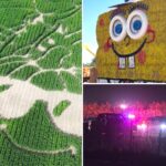 real-life-horror-movie-as-2-stabbed-inside-massive-california-corn-maze