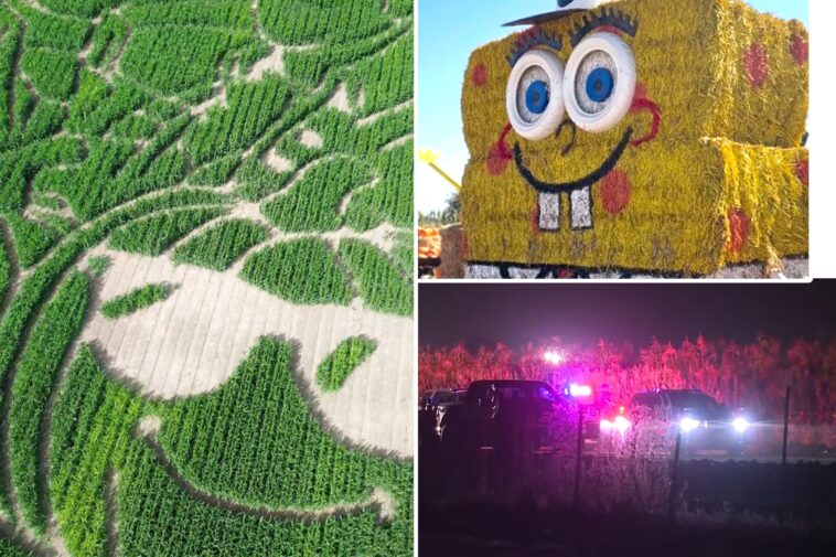 real-life-horror-movie-as-2-stabbed-inside-massive-california-corn-maze