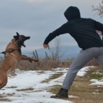 us-dog-bite-danger-zones-—-and-nyc-borough-with-worst-odds-of-getting-bit-—-revealed