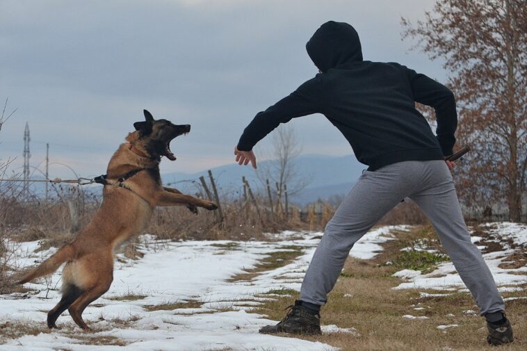 us-dog-bite-danger-zones-—-and-nyc-borough-with-worst-odds-of-getting-bit-—-revealed