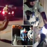 unreal-moment-bay-area-cops-chase-emu-through-city-streets