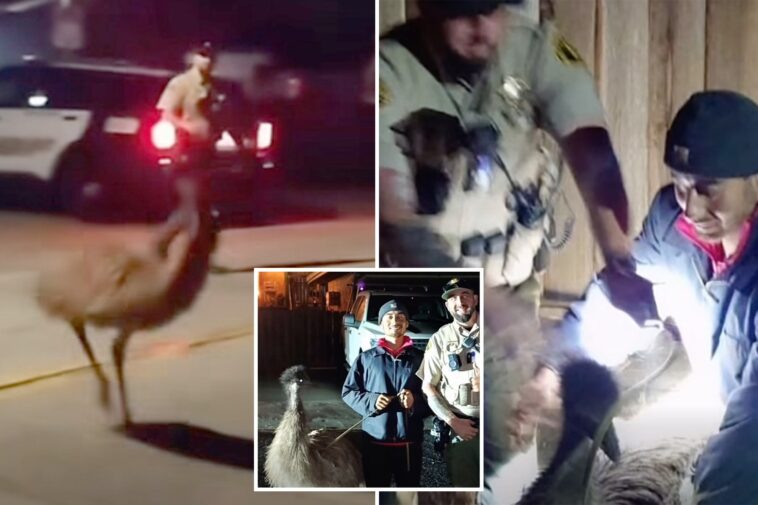 unreal-moment-bay-area-cops-chase-emu-through-city-streets