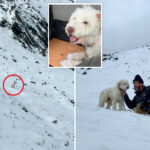 dog-miraculously-found-alive-2-days-after-being-separated-from-owner-in-alaska-avalanche