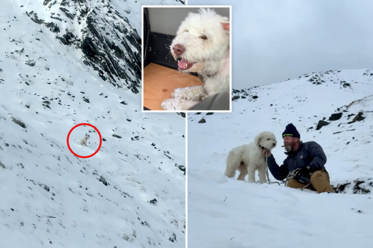 dog-miraculously-found-alive-2-days-after-being-separated-from-owner-in-alaska-avalanche
