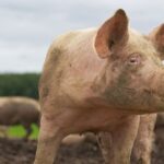 california-mocked-for-trying-to-‘haze’-feral-hogs:-texas-dealt-with-them-the-old-fashioned-way