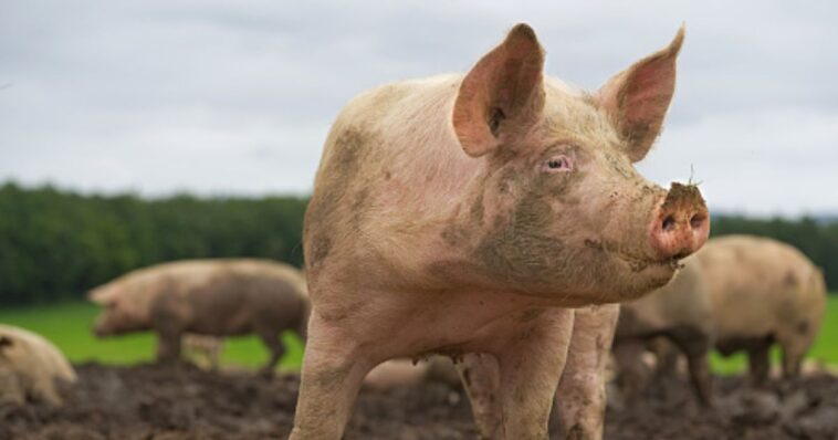 california-mocked-for-trying-to-‘haze’-feral-hogs:-texas-dealt-with-them-the-old-fashioned-way