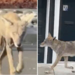 toddler-attacked-by-coyote-in-los-angeles’-atwater-village