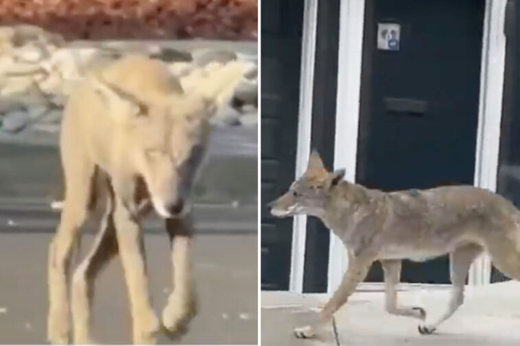 toddler-attacked-by-coyote-in-los-angeles’-atwater-village
