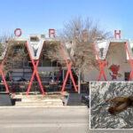 diner-claims-she-nearly-ate-cow-tooth-stuffed-in-‘democrat’-taco-at-tex-mex-restaurant