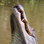 monstrous-alligator-fatally-attacks-senior-fishing-along-lake-shoreline-in-central-florida