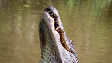 monstrous-alligator-fatally-attacks-senior-fishing-along-lake-shoreline-in-central-florida