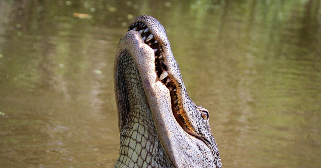 monstrous-alligator-fatally-attacks-senior-fishing-along-lake-shoreline-in-central-florida