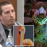 canadian-tourist-accused-of-stealing-flamingo-from-las-vegas-strip-says-he-drank-up-to-40-beers-before-pulling-off-heist