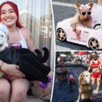 dogs-take-over-santa-monica