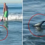 unerving-moment-shark-creeps-up-on-surfers-off-popular-socal-beach