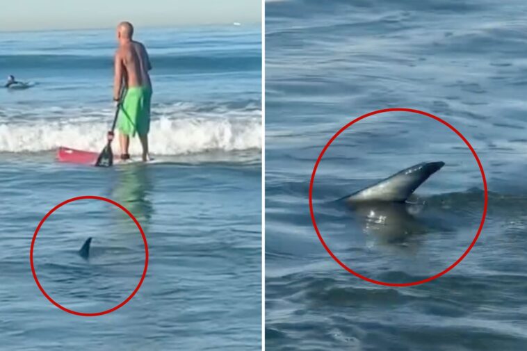 unerving-moment-shark-creeps-up-on-surfers-off-popular-socal-beach