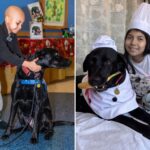 meet-nyc’s-‘doctor-dogs’-who-are-helping-hospitalized-kids-heal