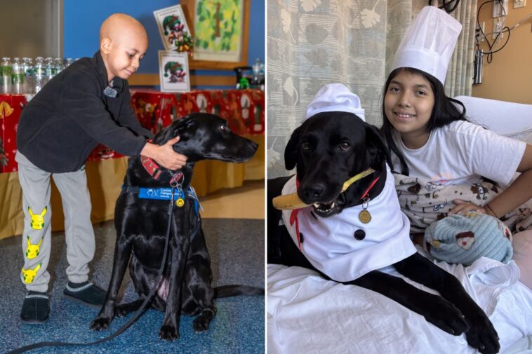 meet-nyc’s-‘doctor-dogs’-who-are-helping-hospitalized-kids-heal