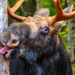 idaho-deputy-rescues-juvenile-moose-tangled-in-wire-in-heartwarming-video-now-going-viral