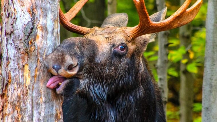 idaho-deputy-rescues-juvenile-moose-tangled-in-wire-in-heartwarming-video-now-going-viral