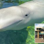 beluga-whale-dies-at-seaworld-san-diego,-weeks-after-canadian-rescue