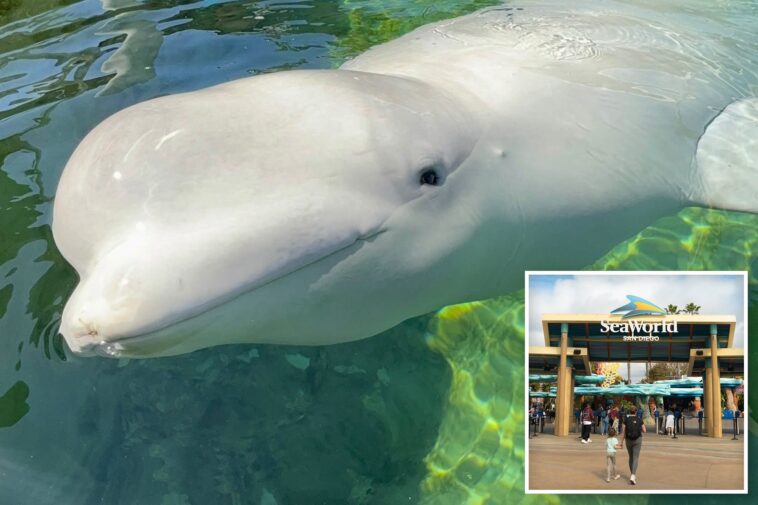 beluga-whale-dies-at-seaworld-san-diego,-weeks-after-canadian-rescue