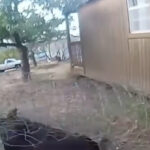 watch:-idaho-deputy-rescues-juvenile-moose-tangled-in-wire
