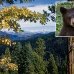 bears-run-rampage-across-stunning-california-national-park-—-as-officials-issue-warning-for-visitors